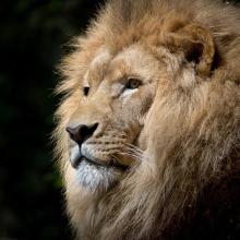 Ziele und Grundsätze von Lions Clubs International